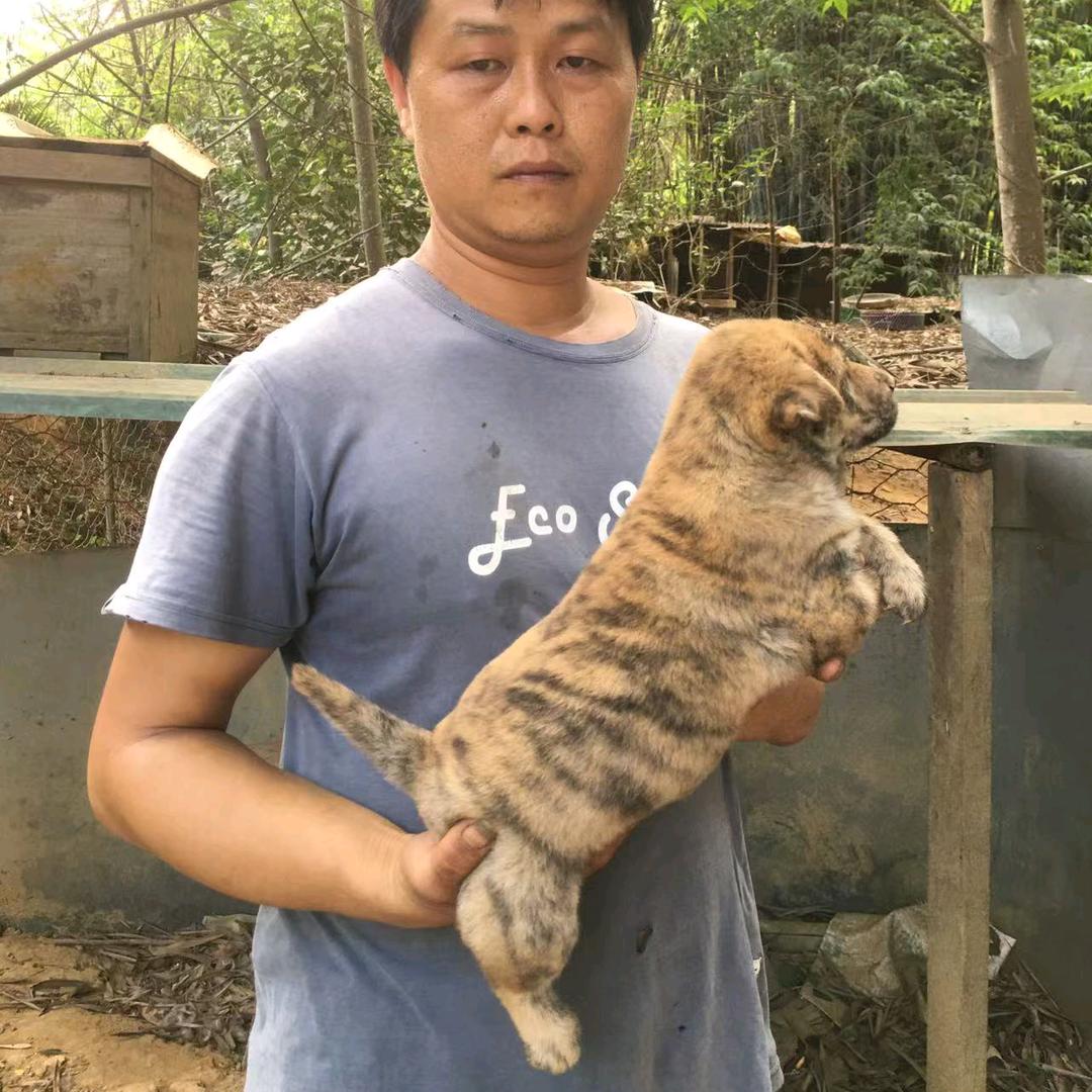 惠州土狗养殖