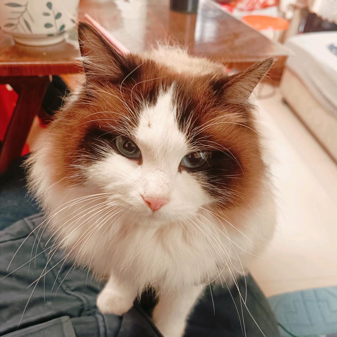 橘子味