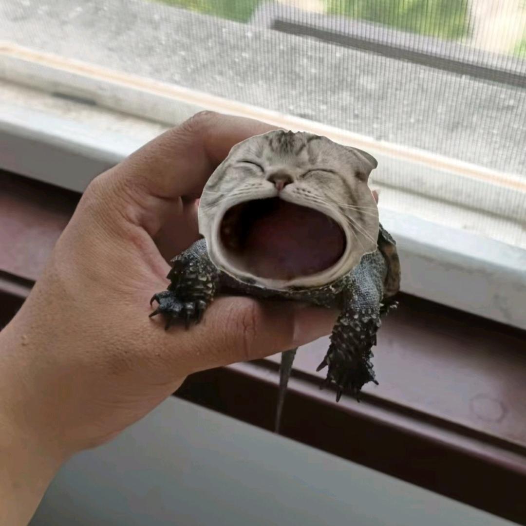 猫猫猫.