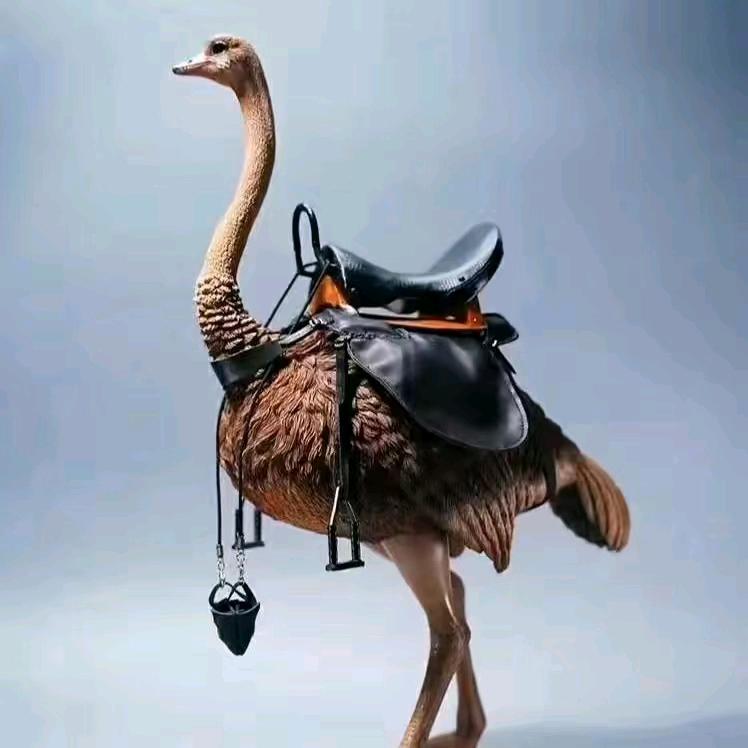 开拓鸵鸟养殖基地 王老二