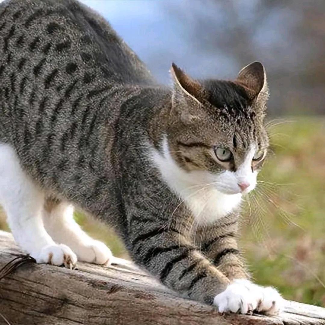 🌈猫爷🐈🐈🐈