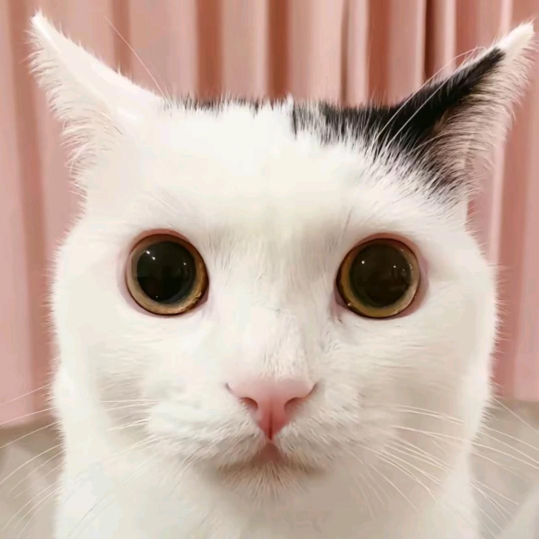 田小七　　　　　　　　　　　  　　广告