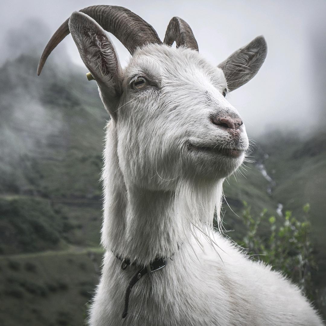 清远永发—批发活羊.羊肉
