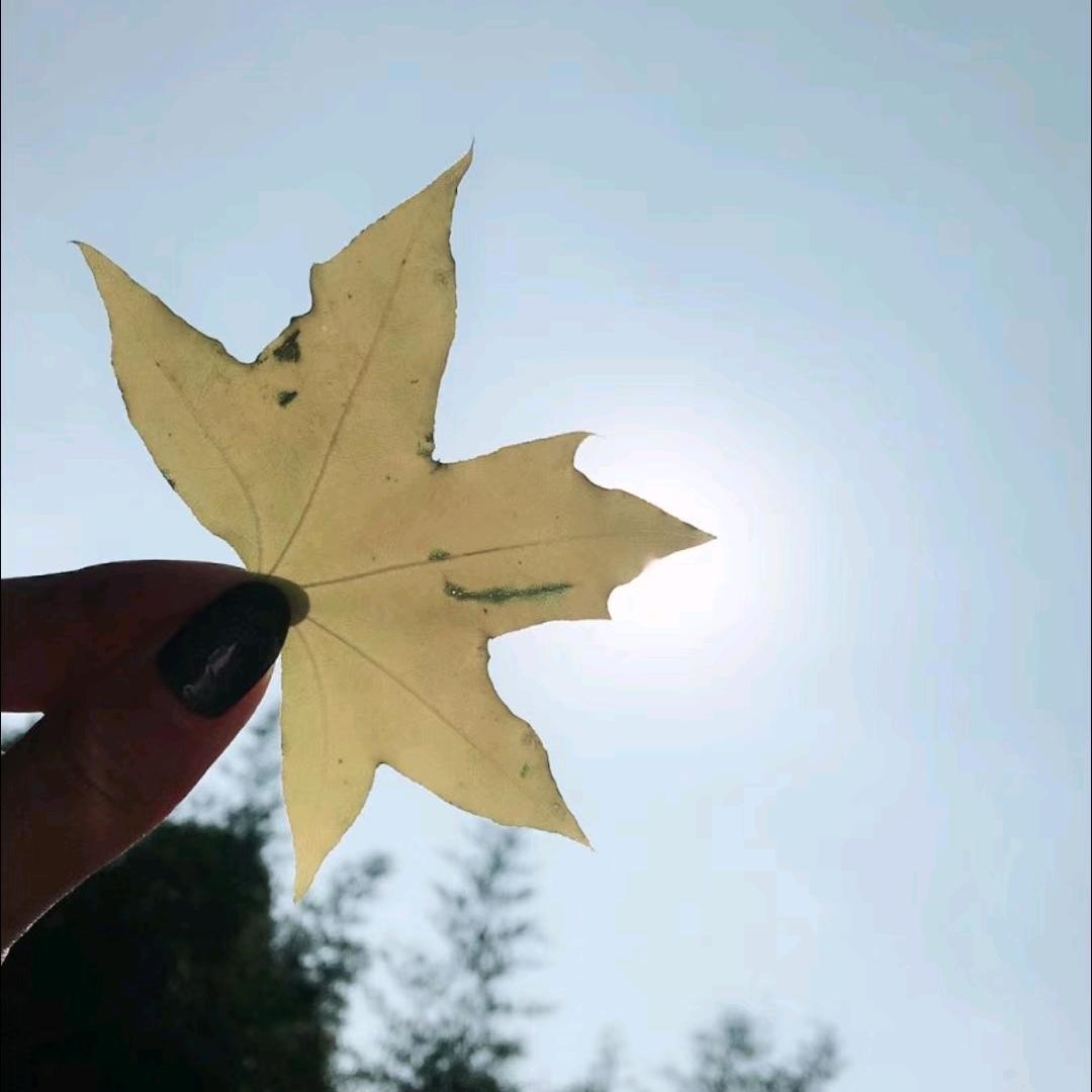 紫陌