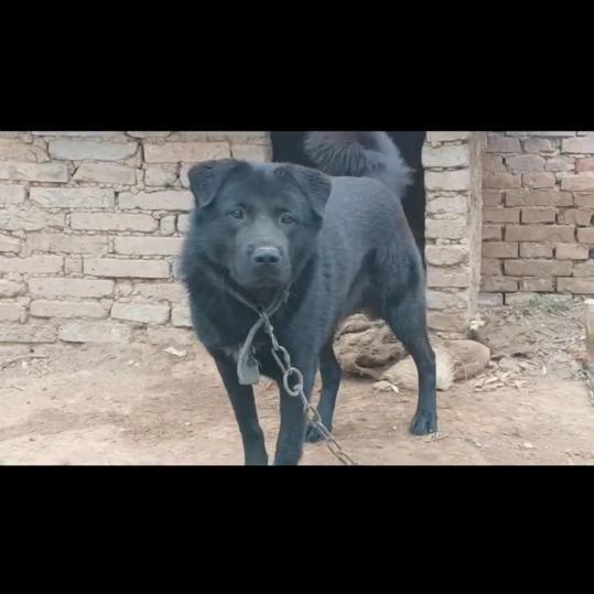 奇迹犬舍《河南太行犬》