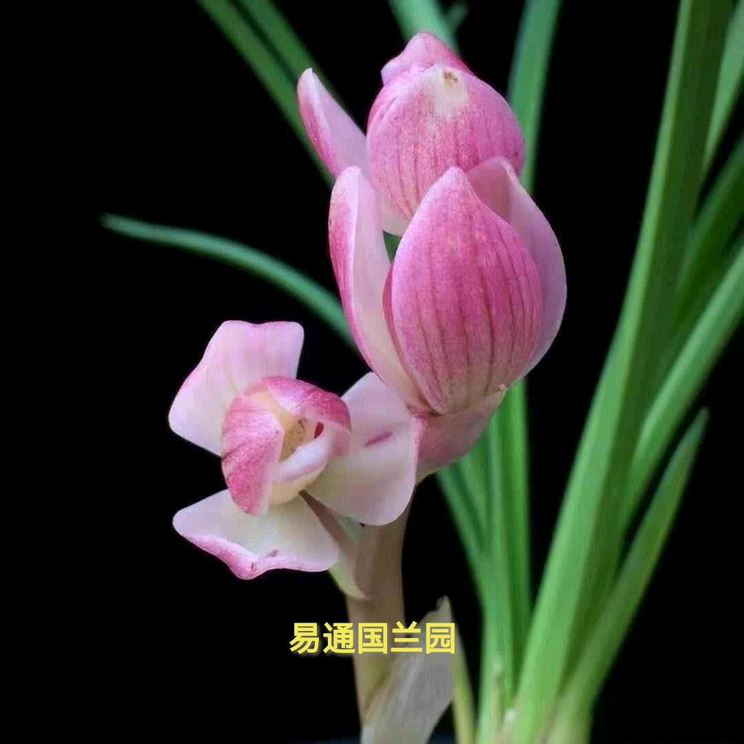 易通兰园