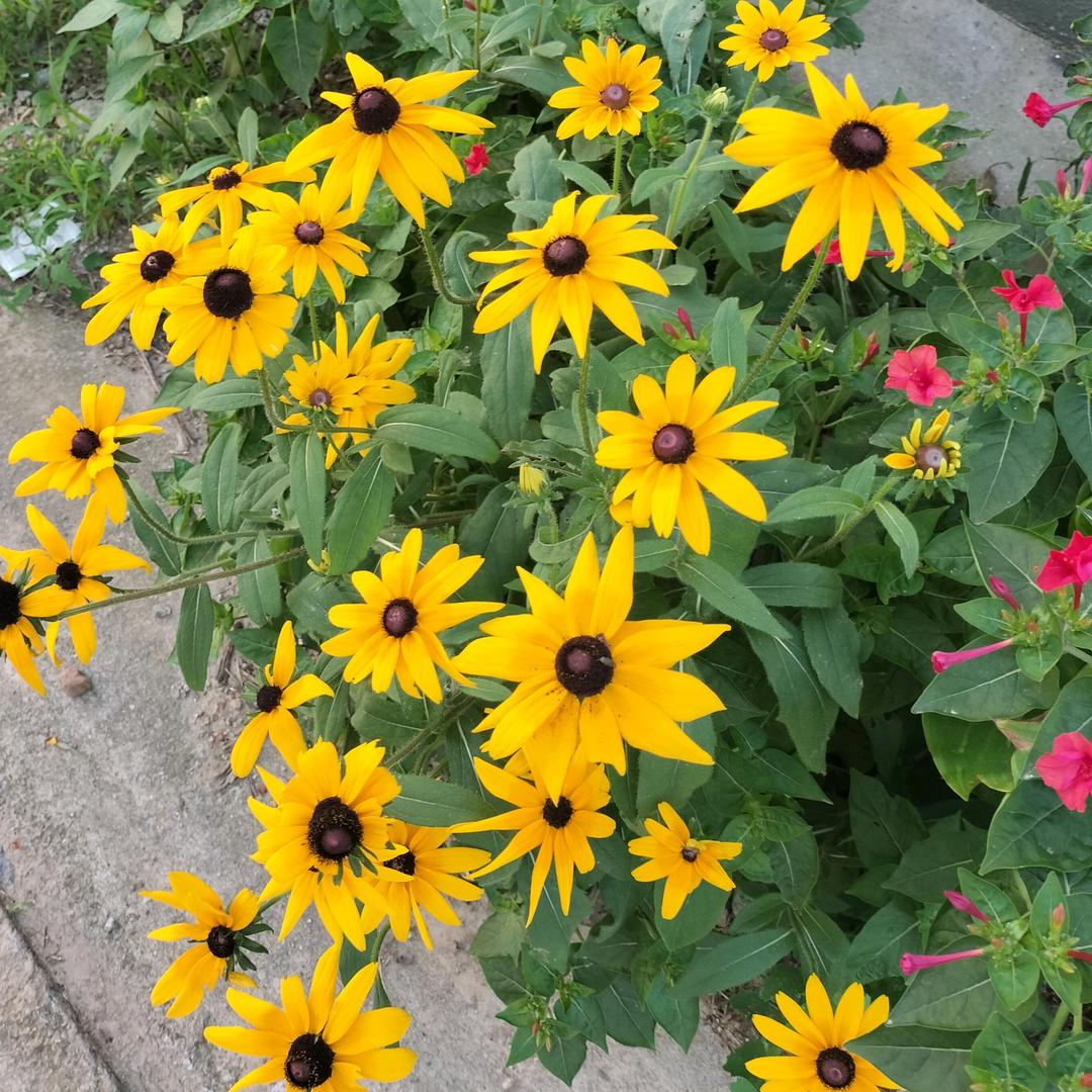 ღ᭄ꫛ聽説ꦿ糖এۣۖิ狠甜💞