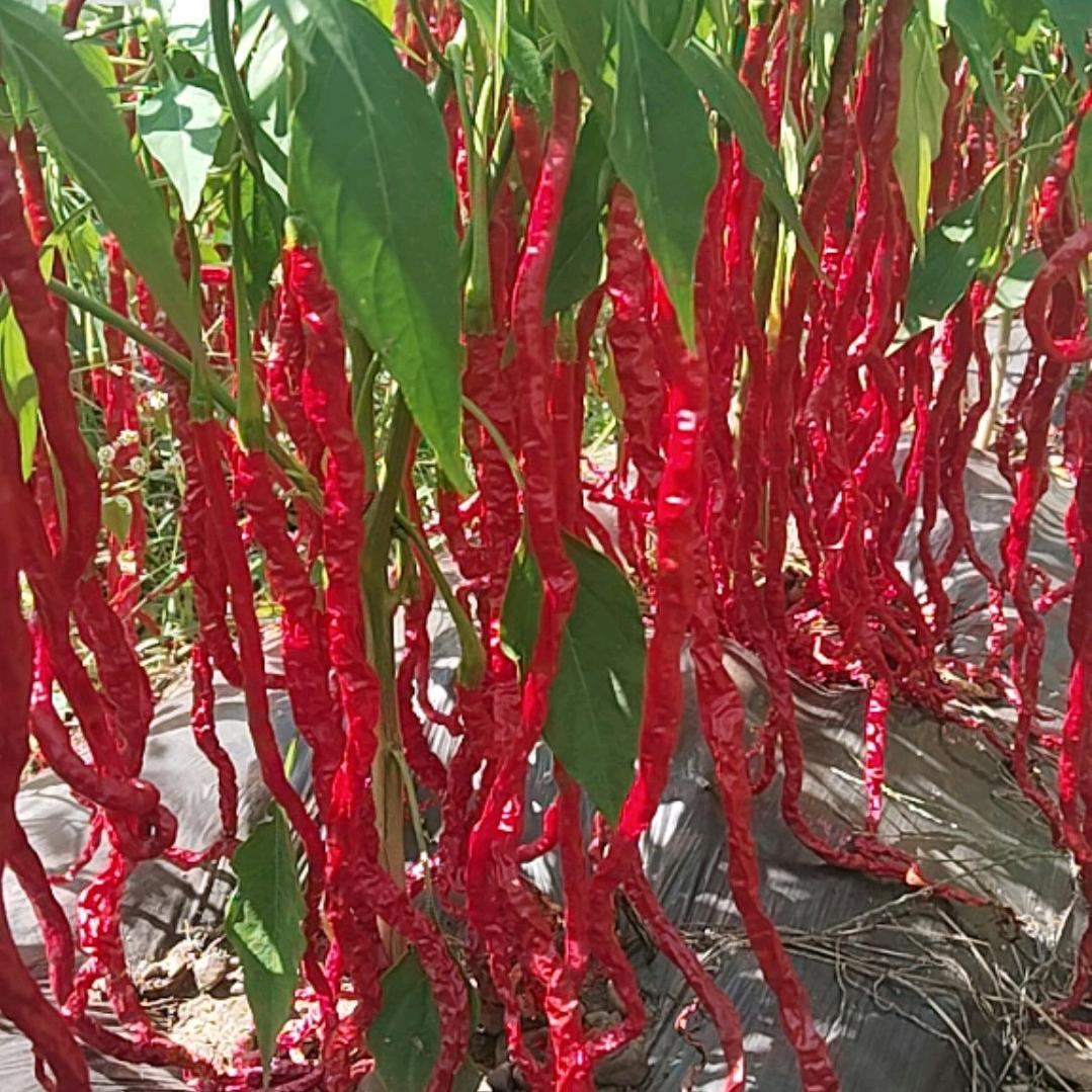 @小❤️李🌹皱椒种植🌶️