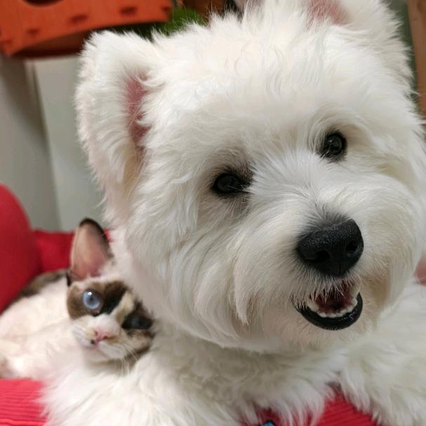 安爸有只西瓜地