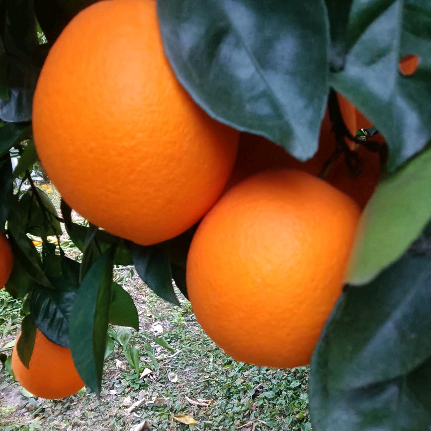 赣南脐橙🍊