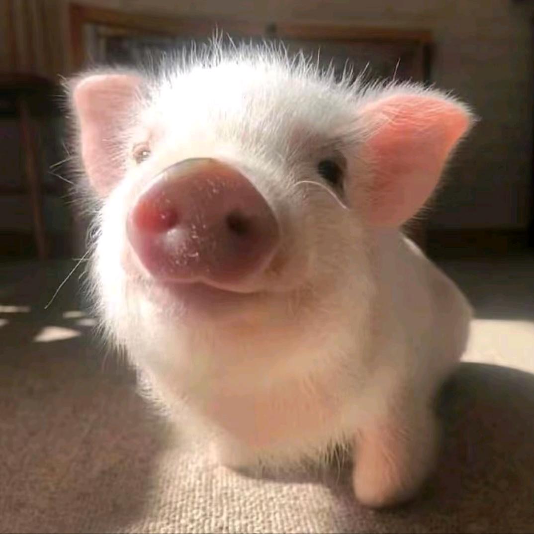 🐷猪大师乐