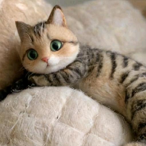 乐乐🐱有家了