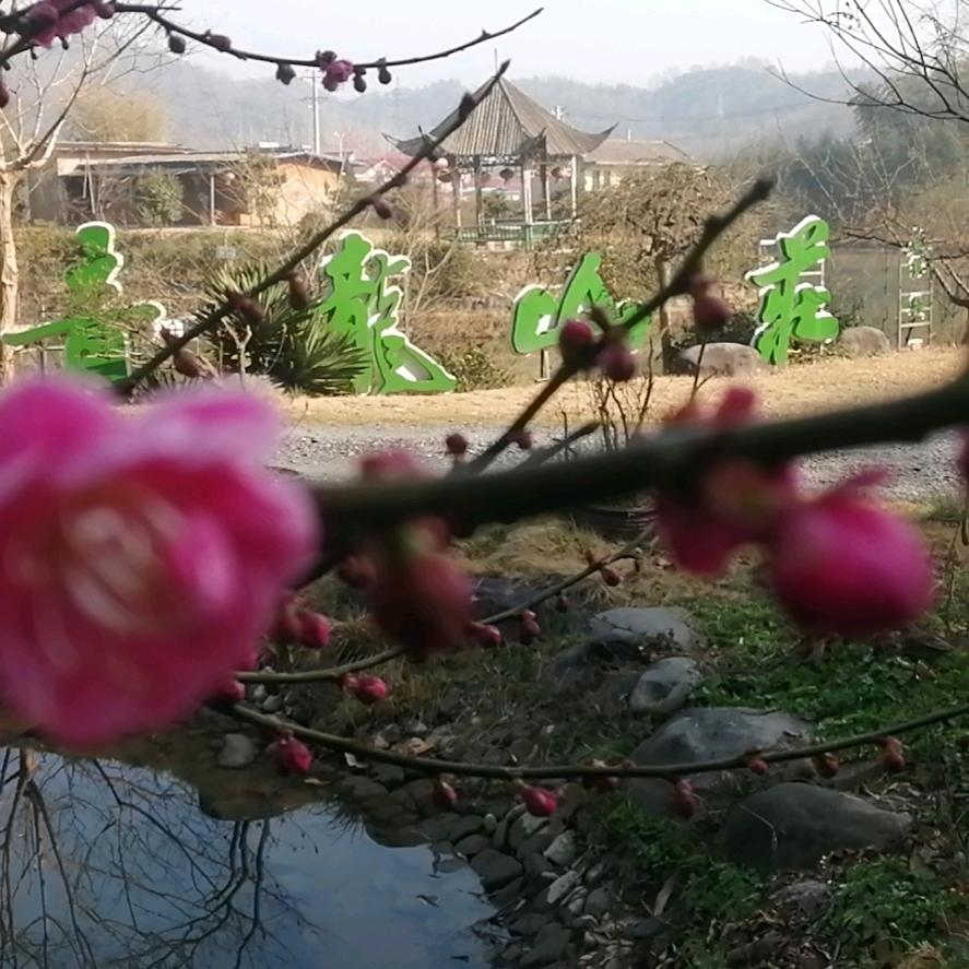 青龙山庄老牛🐮