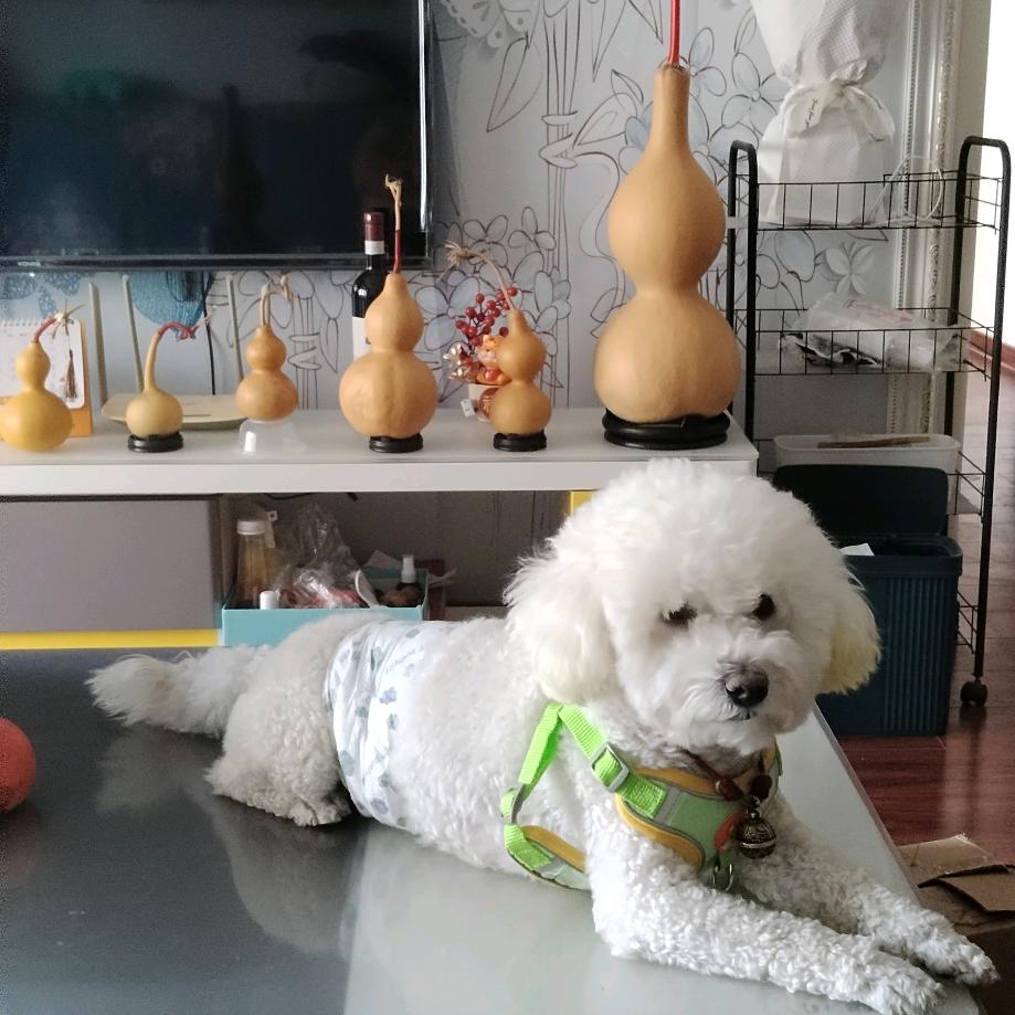 杨