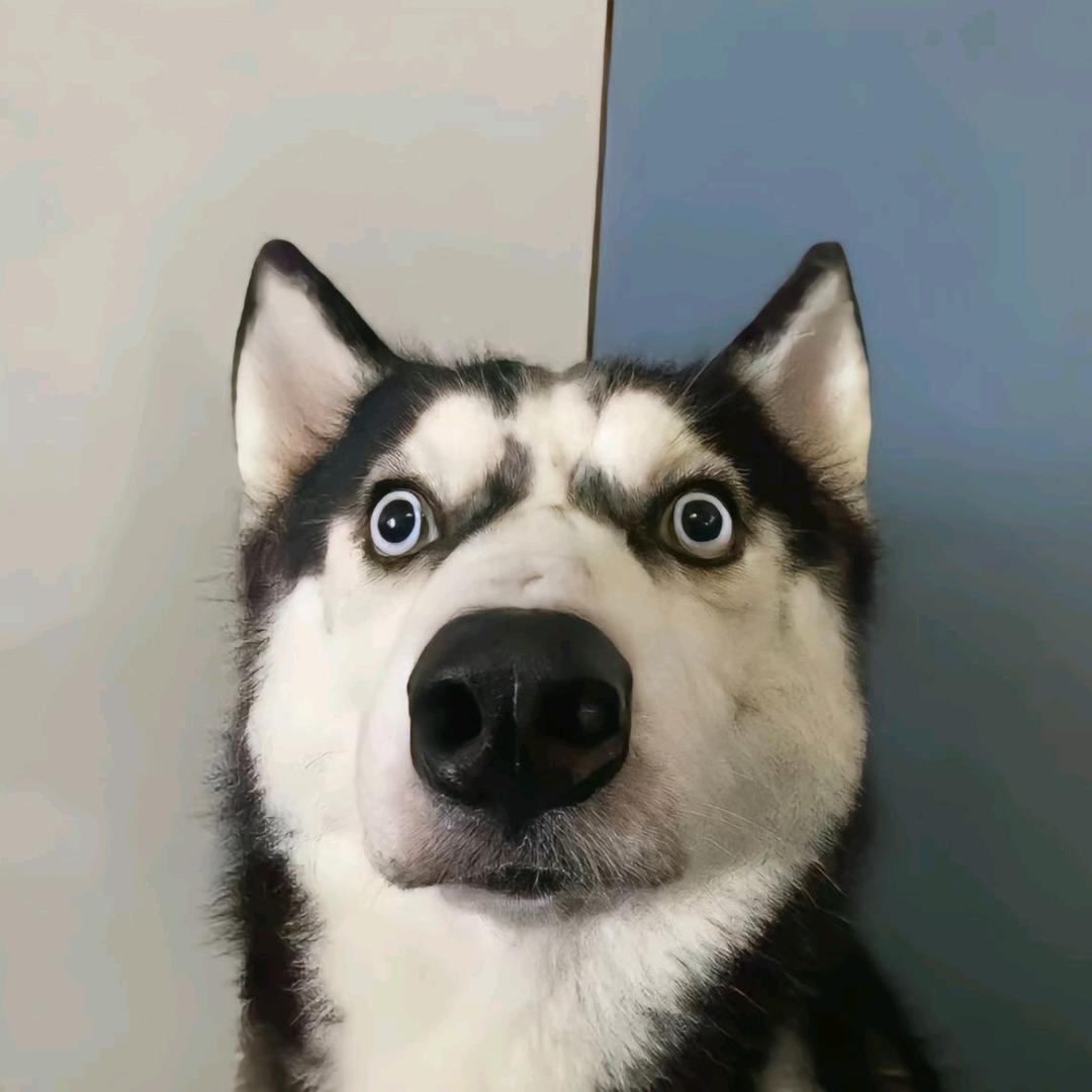 狗哥