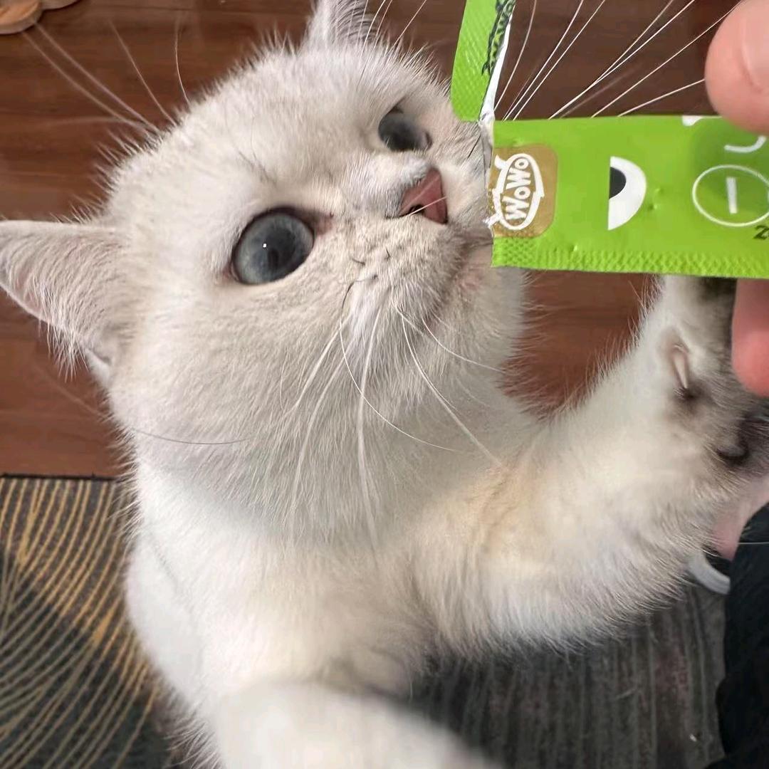 CAT𓃠