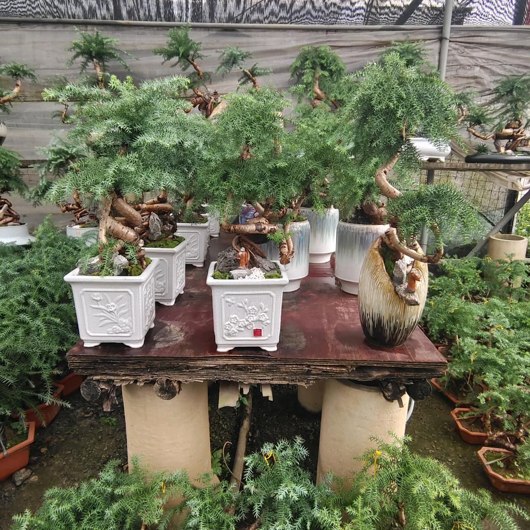 玲子绿植盆景基地