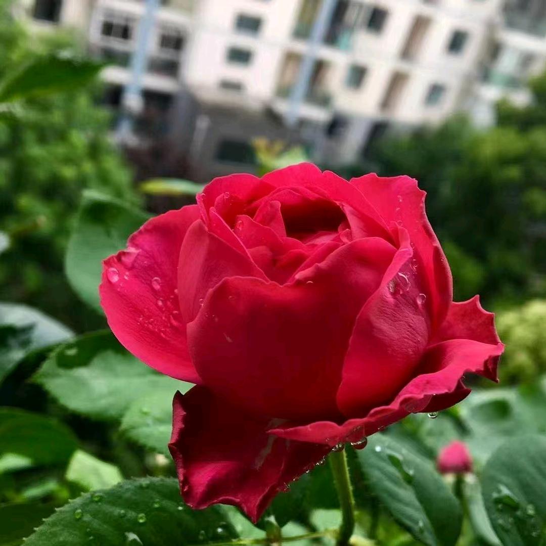 散落成殇