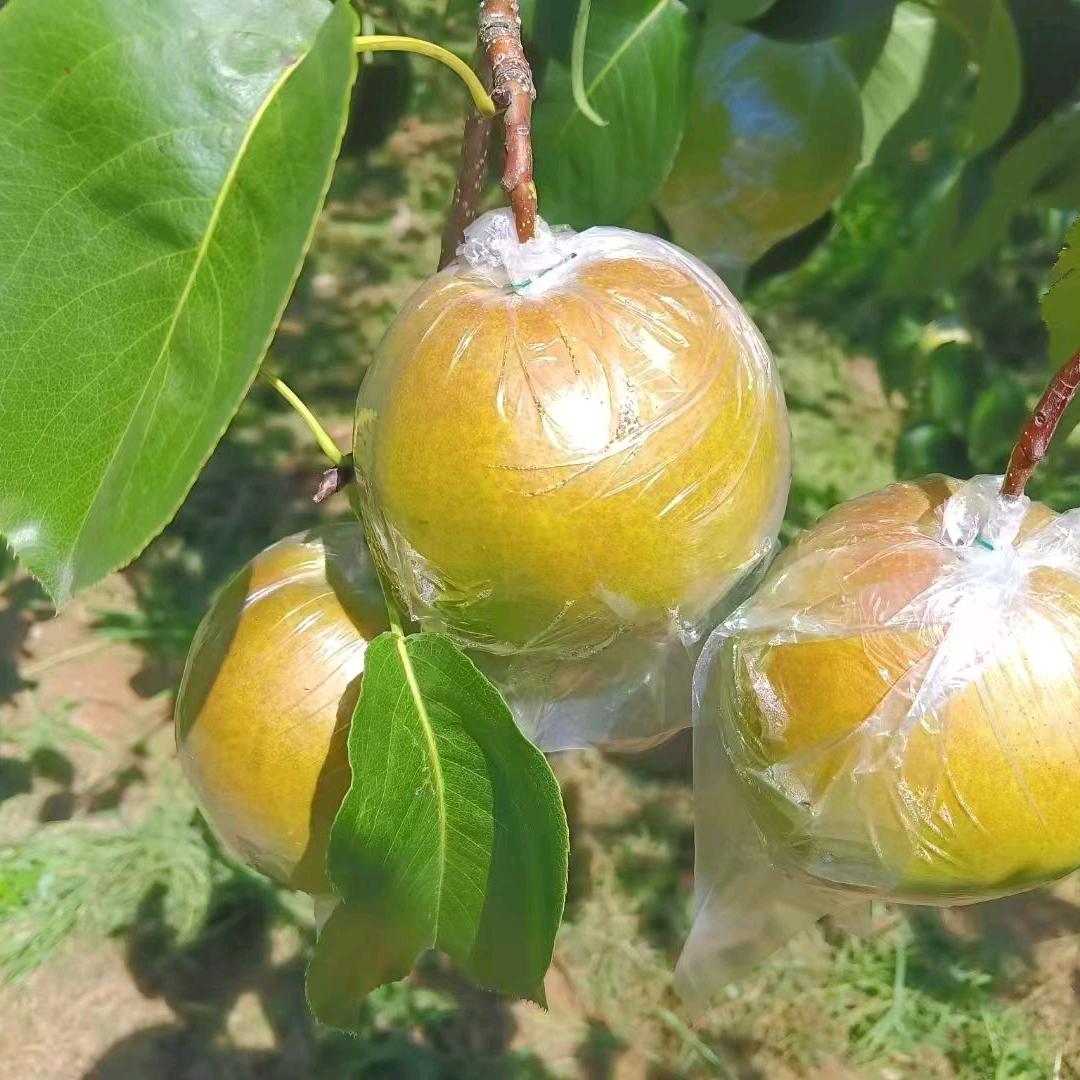 优果甜村