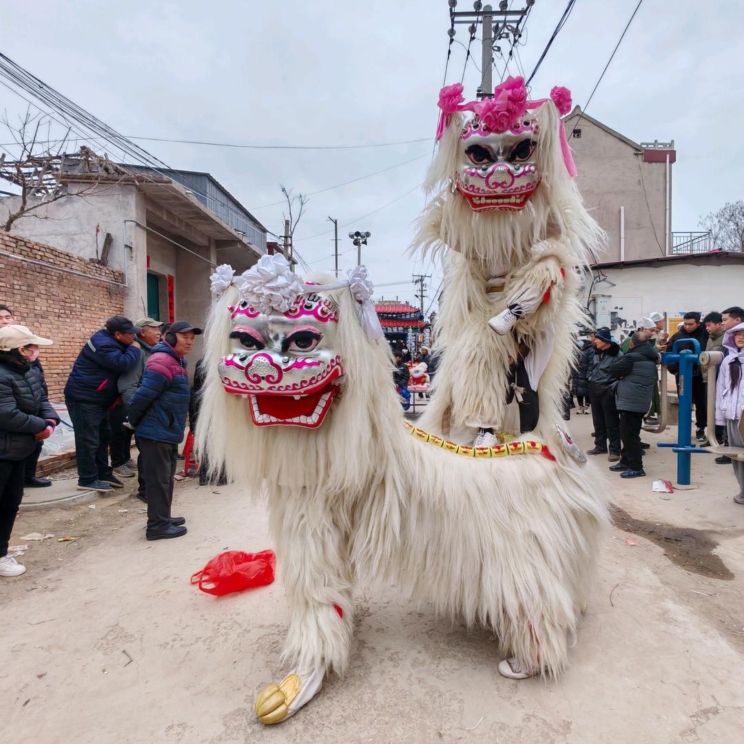 河南龙家班小白狮（团长）