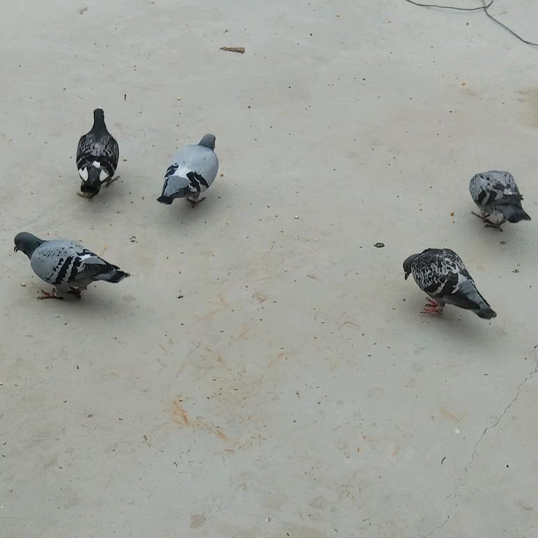 青鸟