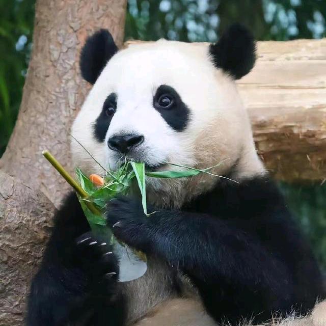 panda福宝小公主