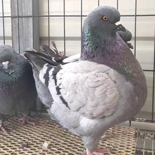 小正大体元宝圆环养殖！