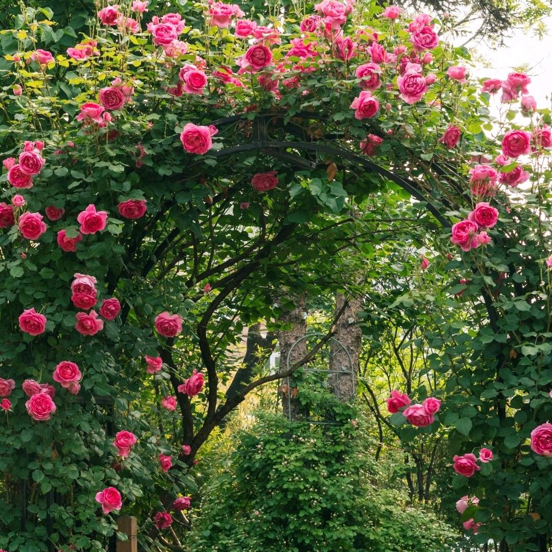 阿阳的绿色小屋