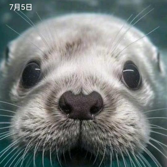 绿色泡泡