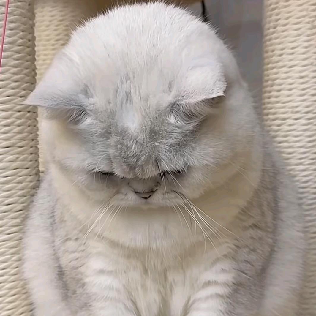 小小树