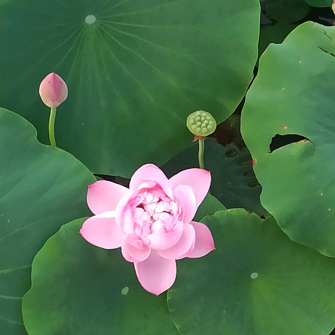 我爱兔小美