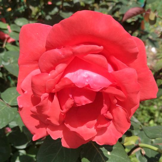 🌹晴🍀空🌷万🌴里🌺