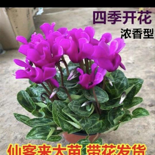 小英🌻