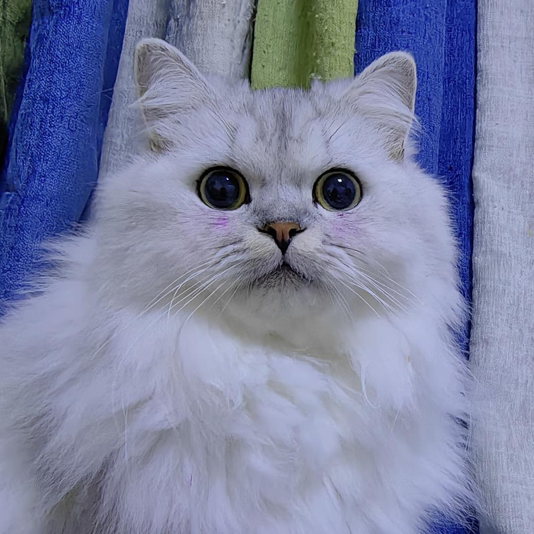 藤本洸大强火担🐷