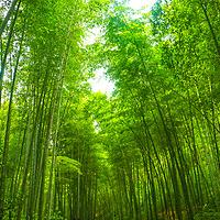 橘子树