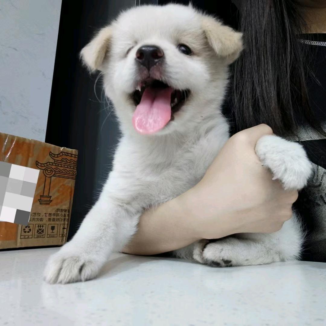 小白的养崽日记