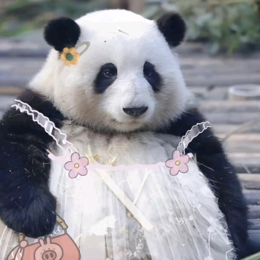 🌈小小猪哦🌈