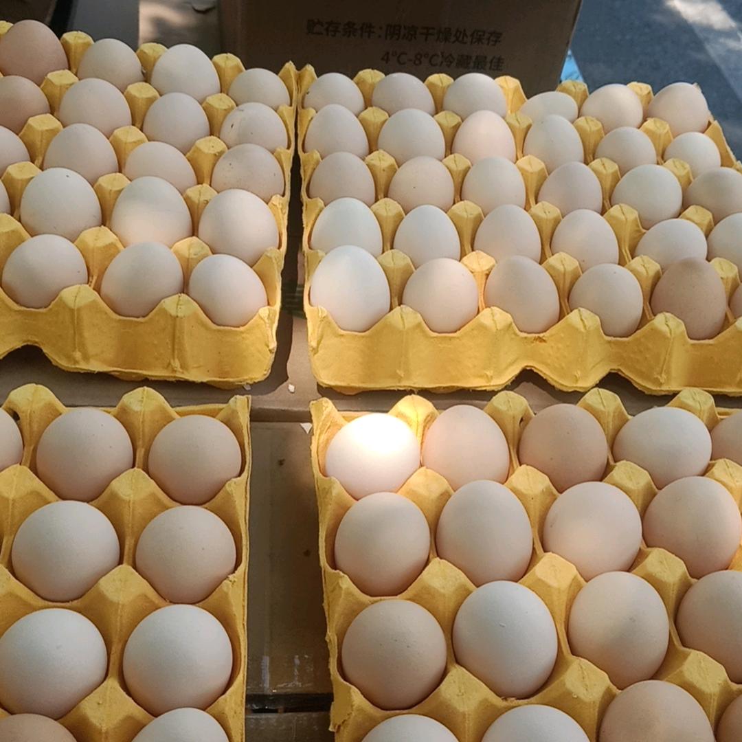 苏州鸡蛋批发，