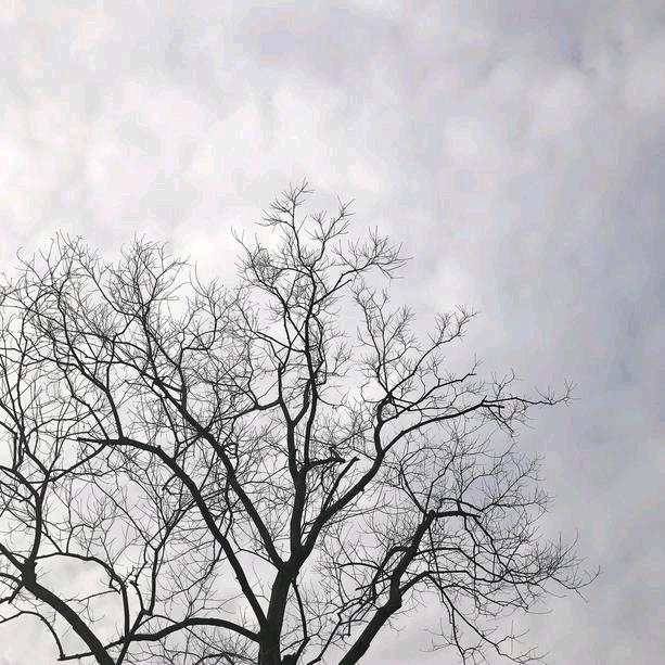 🥔山药蛋蛋🥔