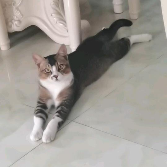 杨妮