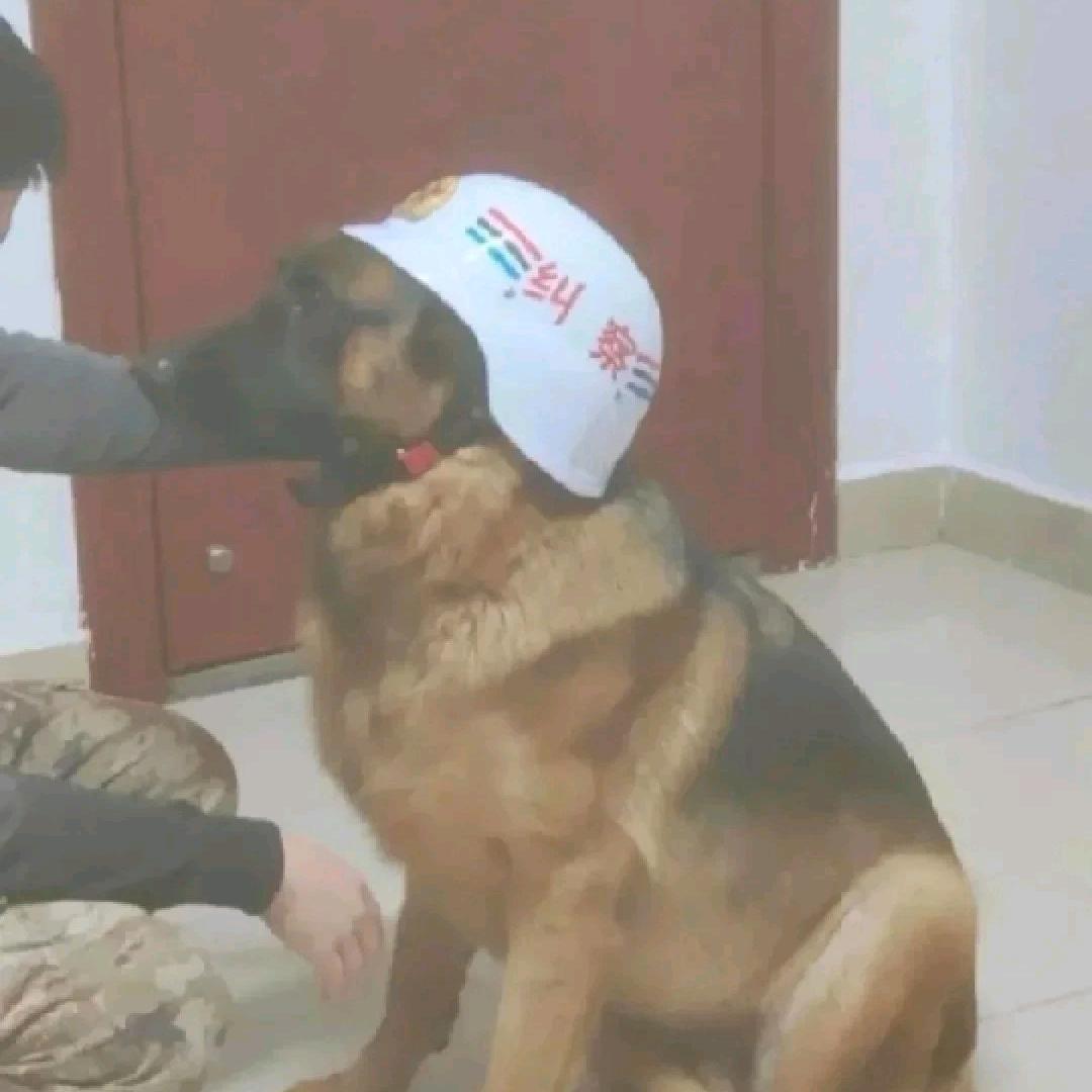 不蔓不枝