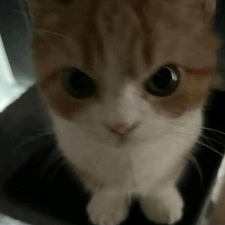 上野樱花烂漫时