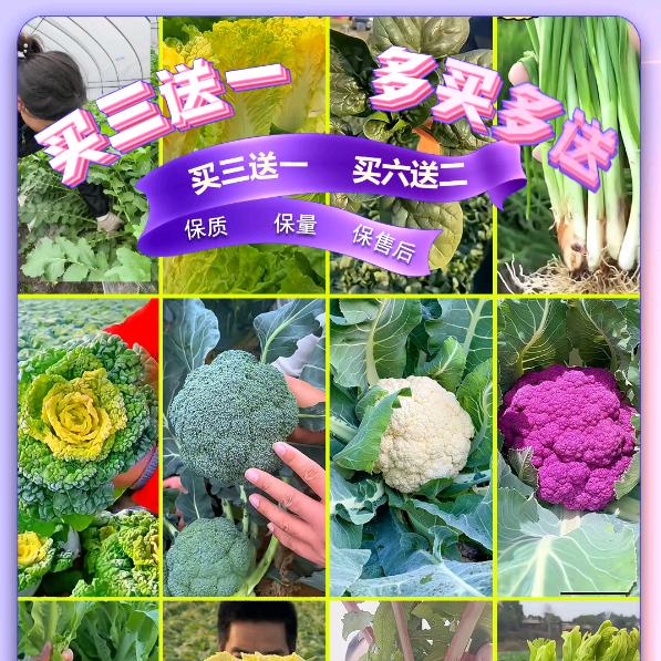农信种子基地