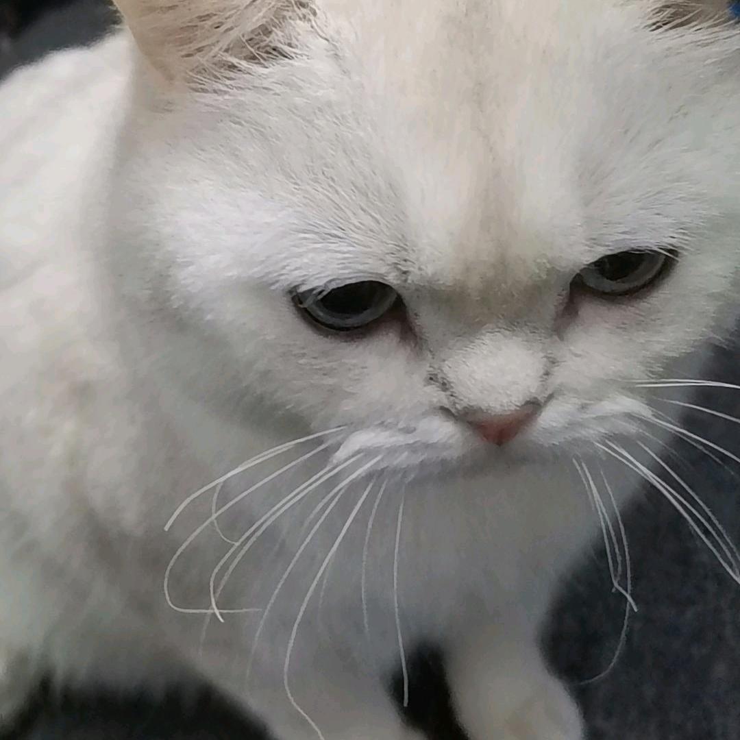 沐子