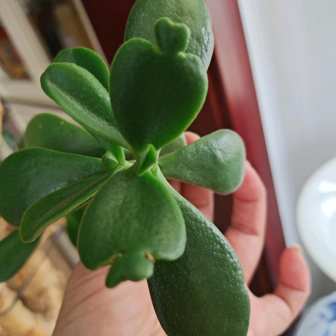 三月初伊（拒绝连赞，头像