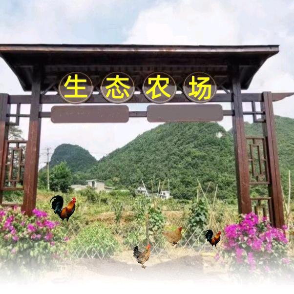 重返21世纪之【养土鸡】