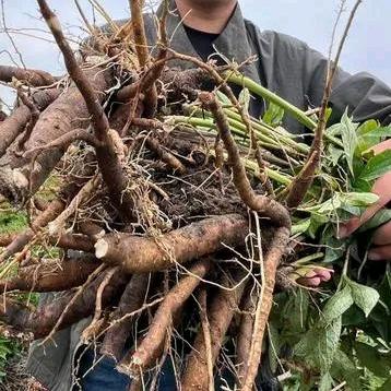 贵州百草小张🌿