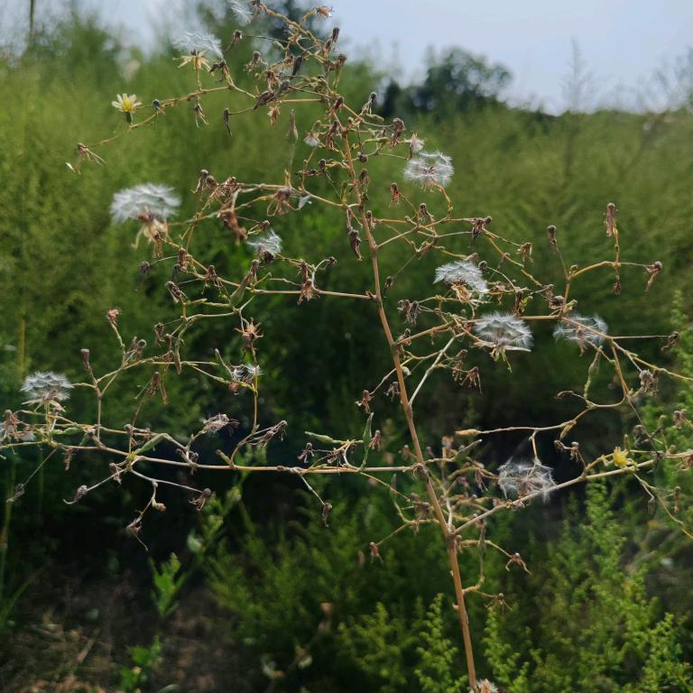 郭鹏炸鱼