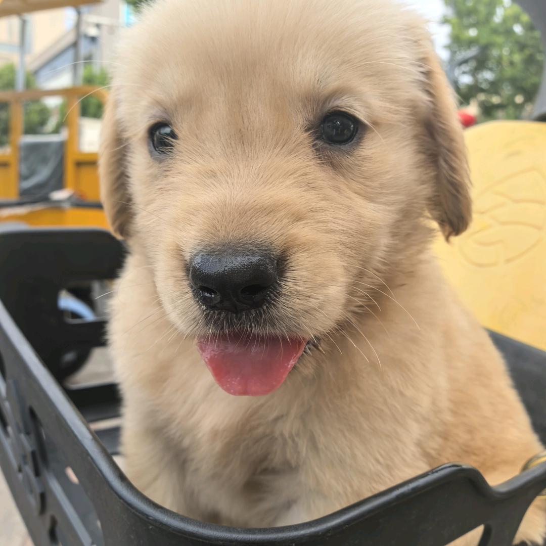 修狗墩墩