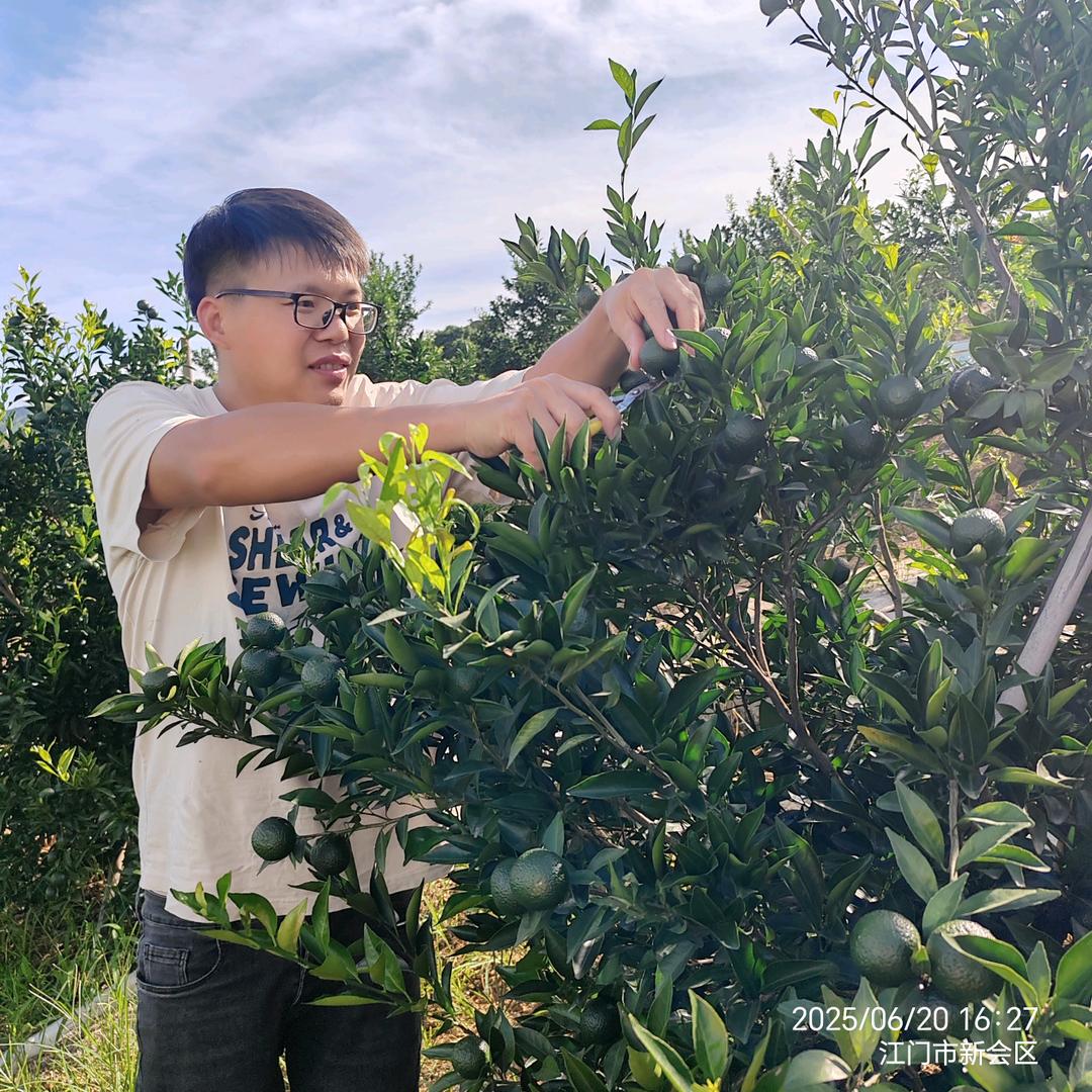 谭记陈皮商行